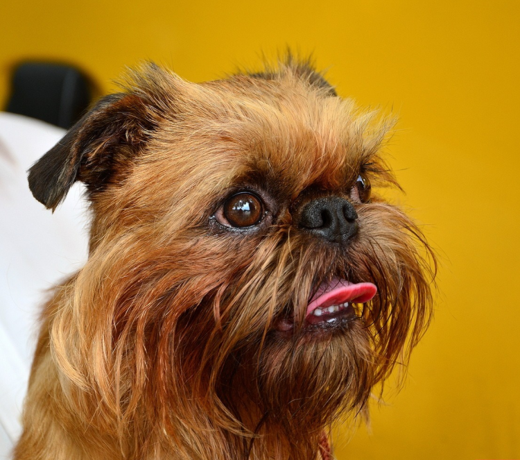 Бельгийский гриффон кальмар