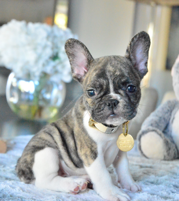 Французский бульдог для вязки