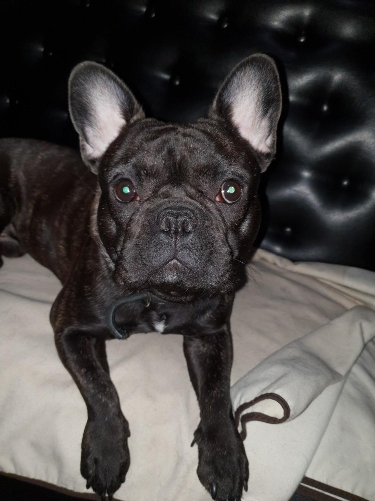 Дрессированный французский бульдог