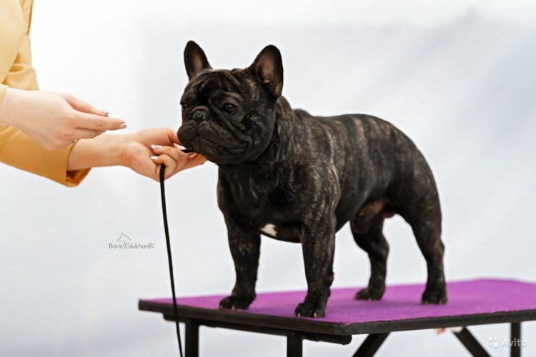 Ищу на случку французского бульдога девочку красный Сулин