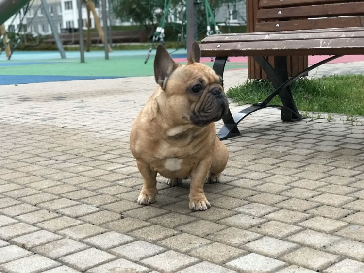 Французский бульдог в старости