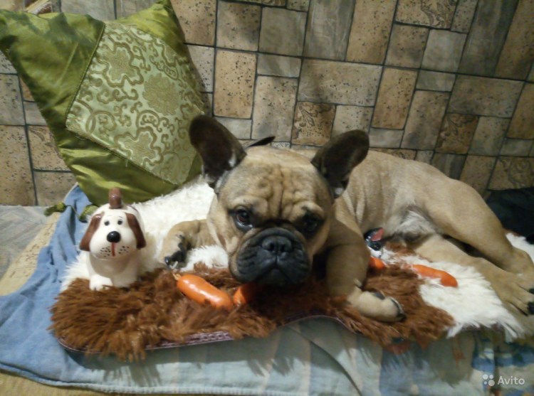Вязка французский бульдог в Амурской области город Свободный