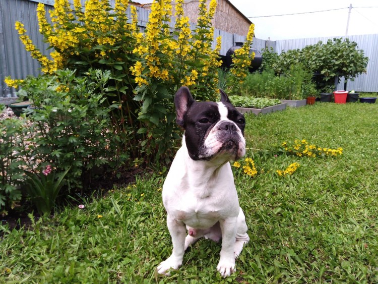 Щенки французского бульдога в Краснодаре бесплатно