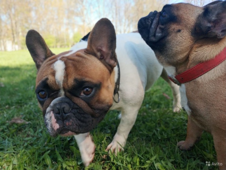 Искусственная вязка фр.бульдога