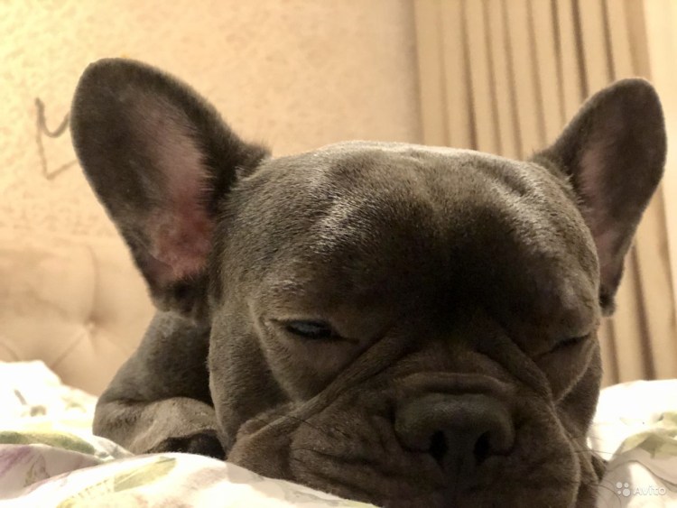 Случка французского бульдога