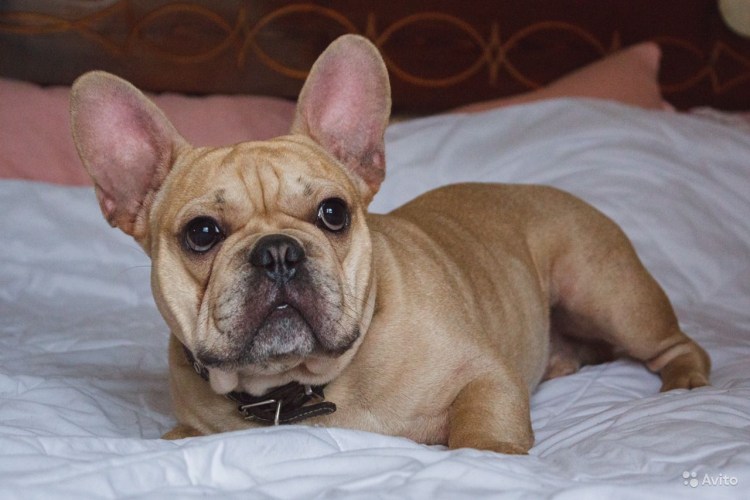 Искусственная вязка французского бульдога
