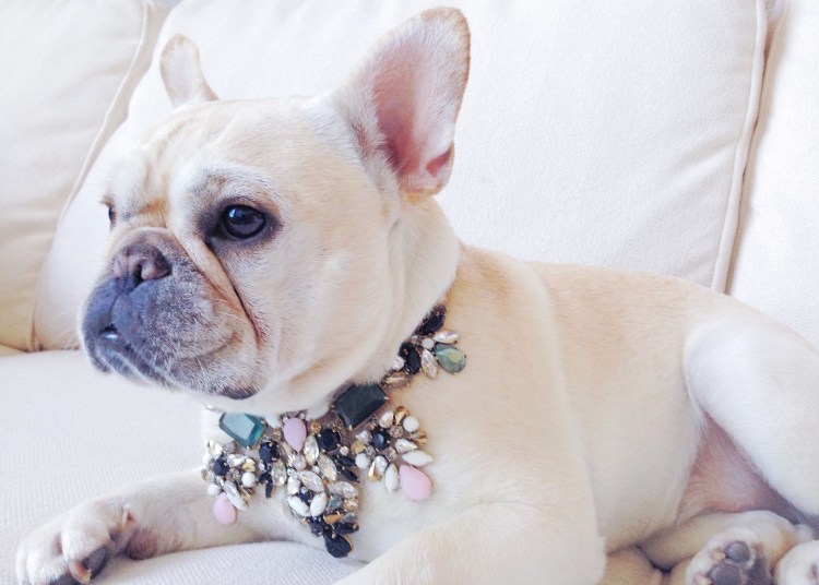 Вязка французских бульдогов видео