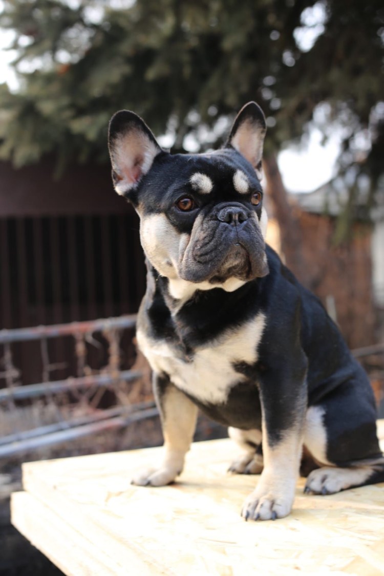 Французский бульдог чемпион мира