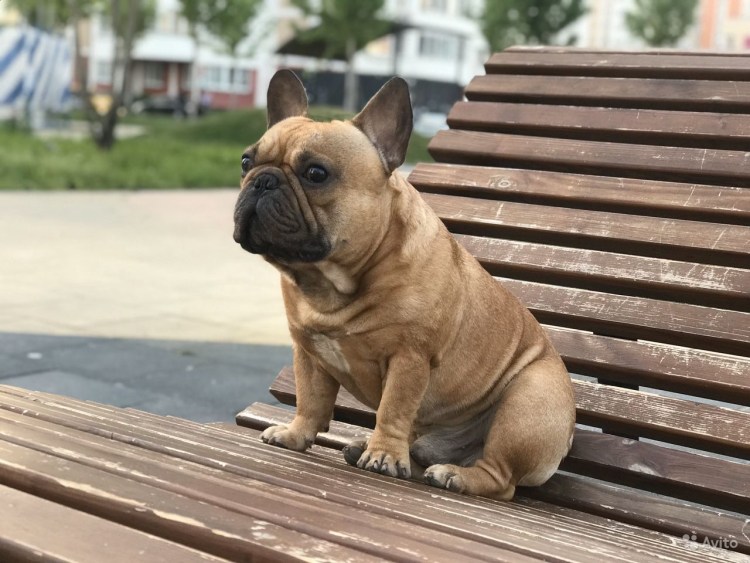 Френч фэнтези питомник