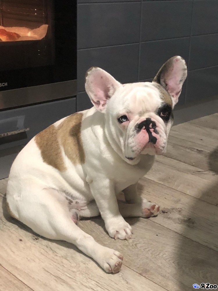 Shostakovich d.d. RKF бульдог