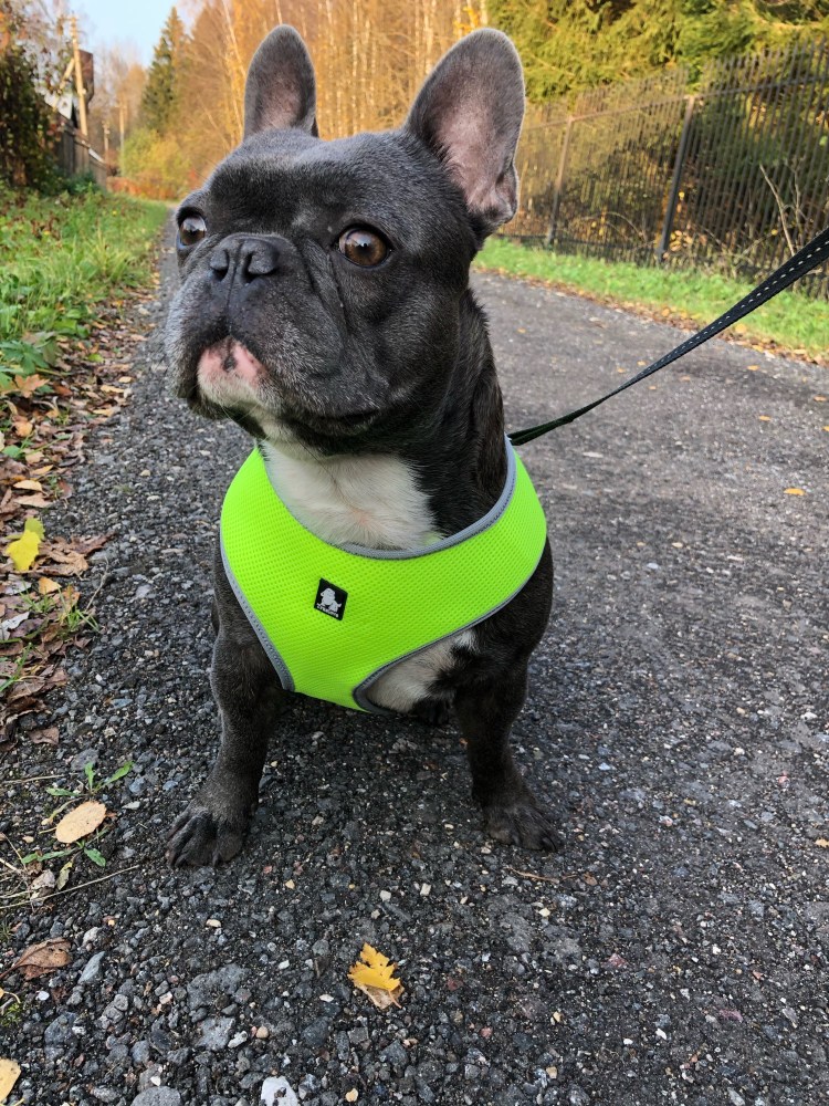 Вязаная одежда для собак