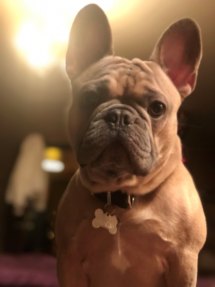 Французский бульдог кабель