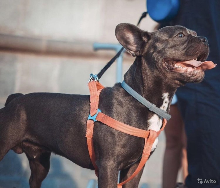Генетика французского бульдога