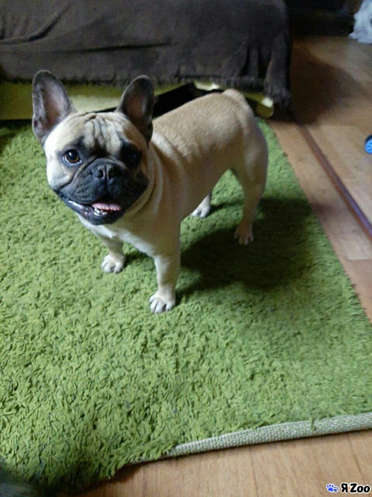 Вязка французского бульдога мальчик