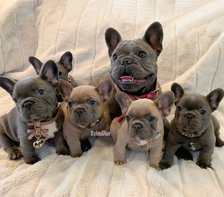 Ген Изабелла французский бульдог