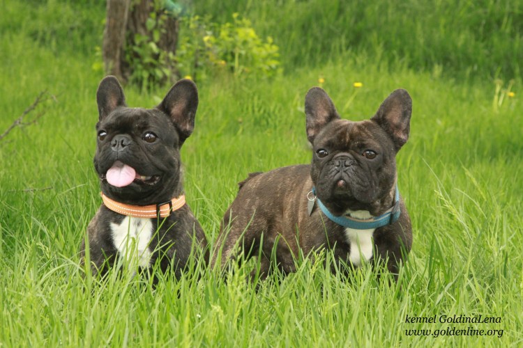 Кобель французского бульдога для вязки в Москве