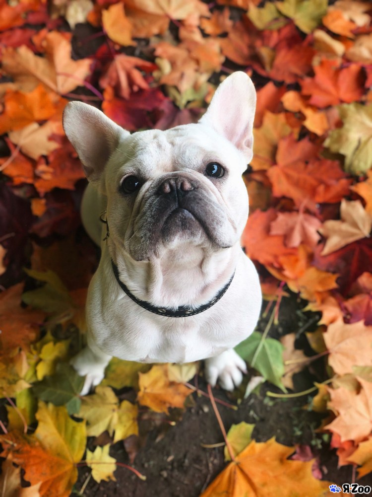 Авито французский Ярас Ярославль бульдог