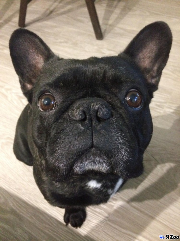 Французский бульдог Вологда