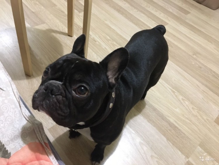 Георгиевск француз на вязку