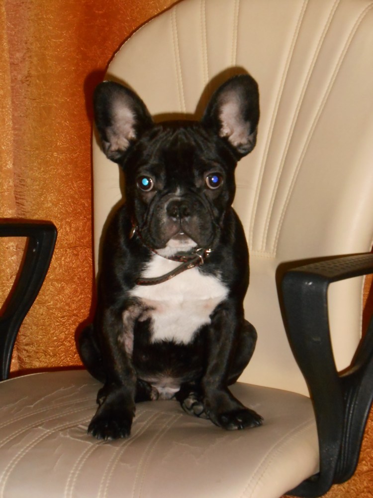 Французский бульдог черепаховый окрас