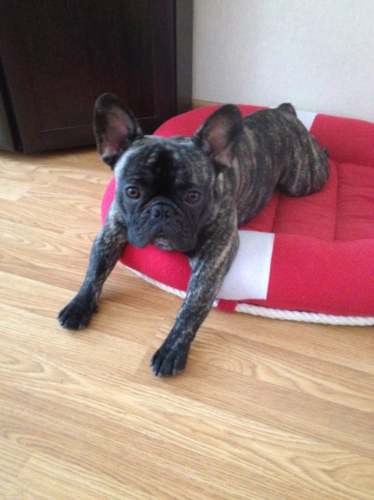 Французский бульдог голубой вязка