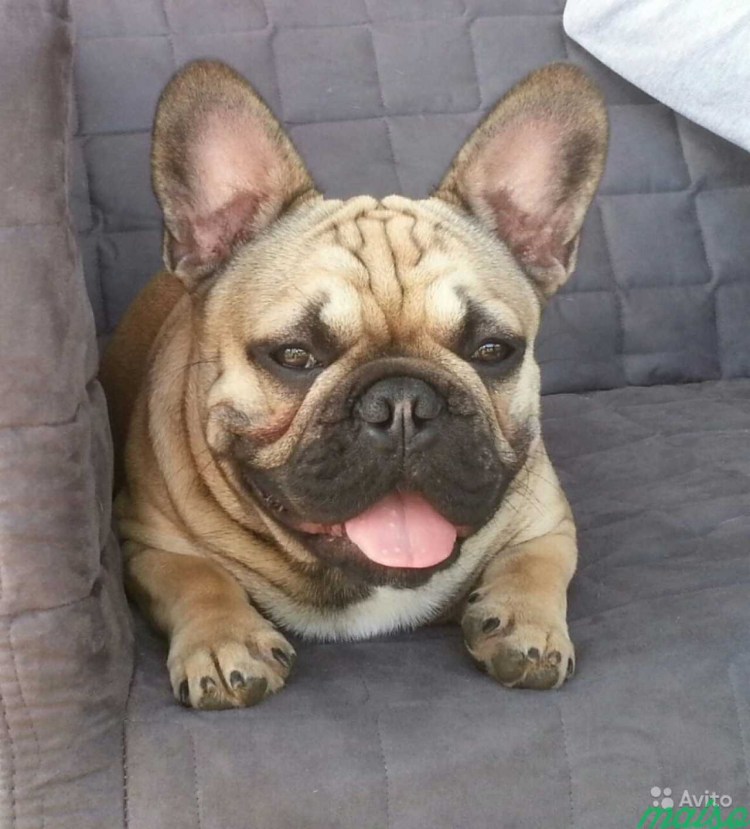 Питомник французский бульдог фрайнцленд