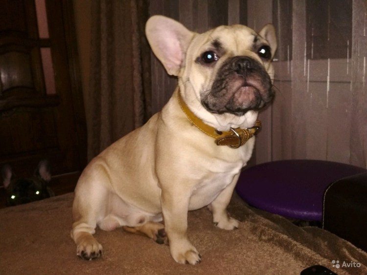 Французский бульдог лиловый подпал