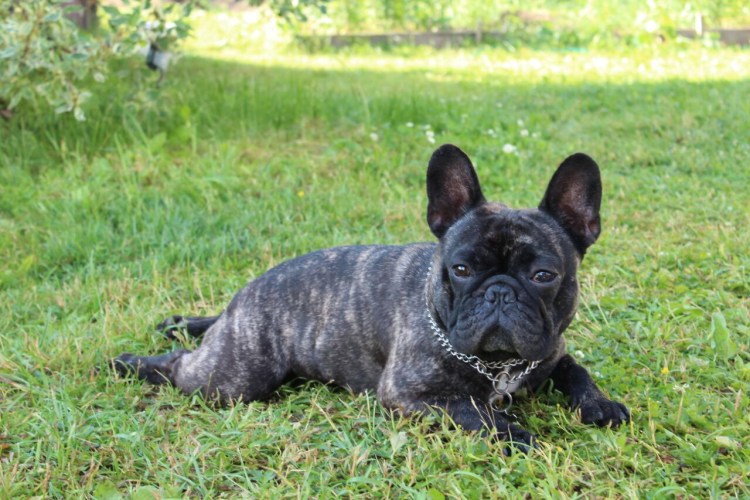 Французский бульдог описание характера