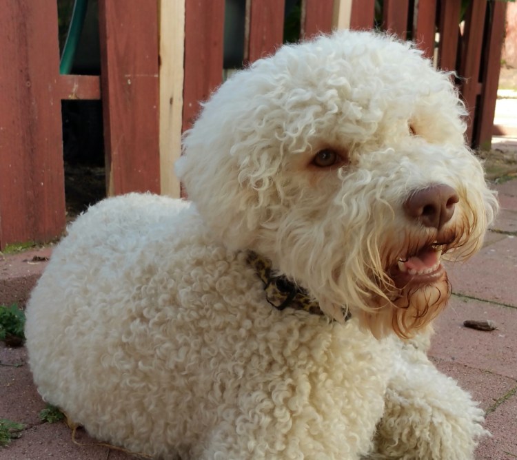 Лаготто романьоло белый