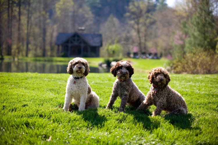 Лаготто романьоло щенки