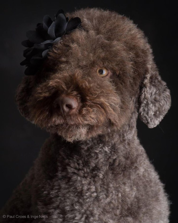 Лаготто романьоло