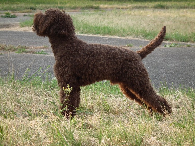 Лаготто романьоло щенки