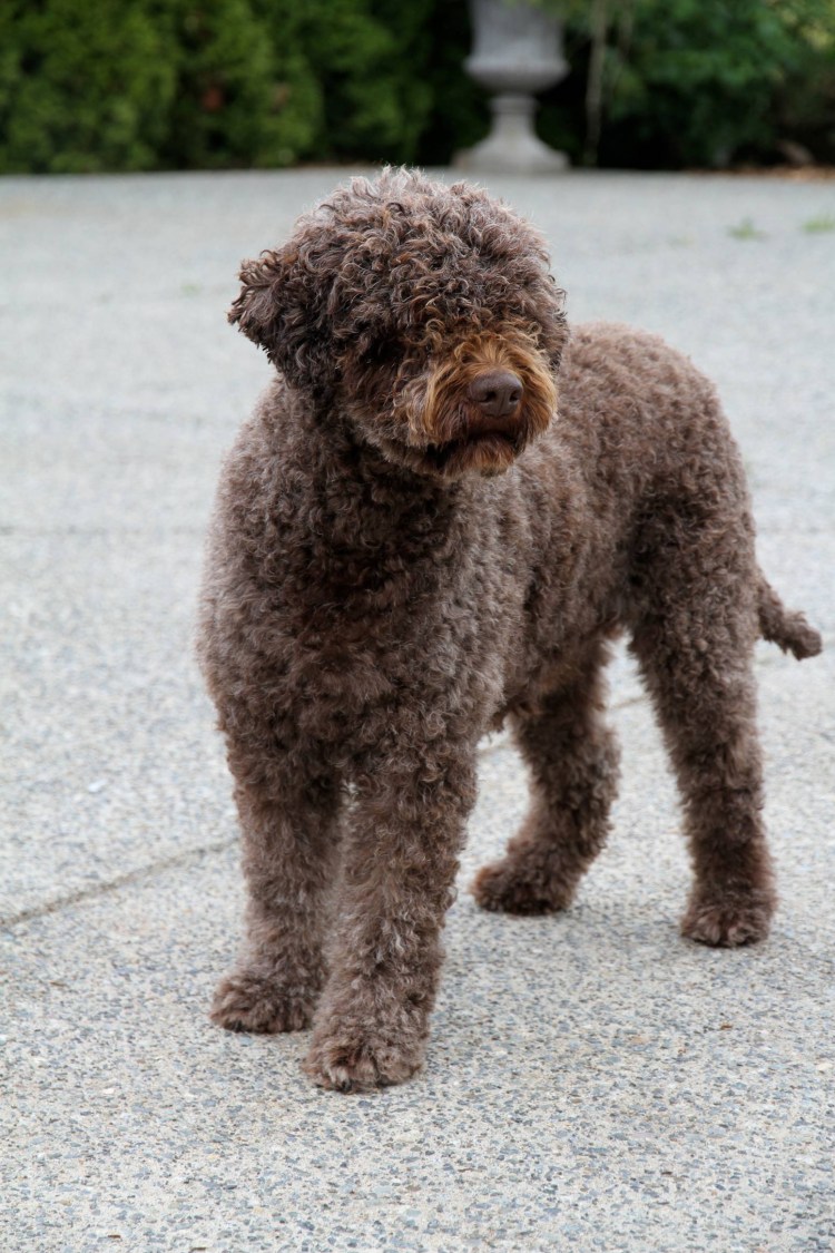 Лаготто-романьоло лапы