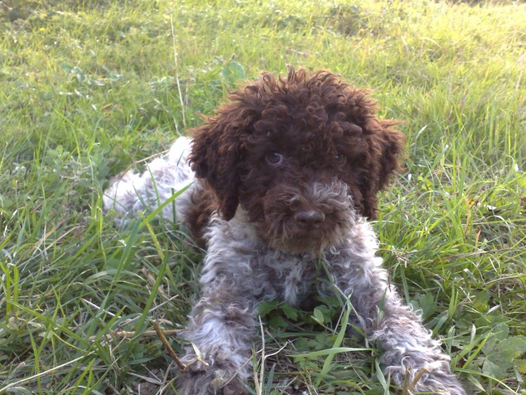 Рагото ломаньоло