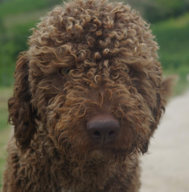 Лаготто романьоло