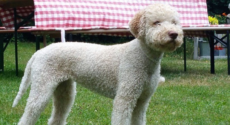 Лаготто романьоло щенки