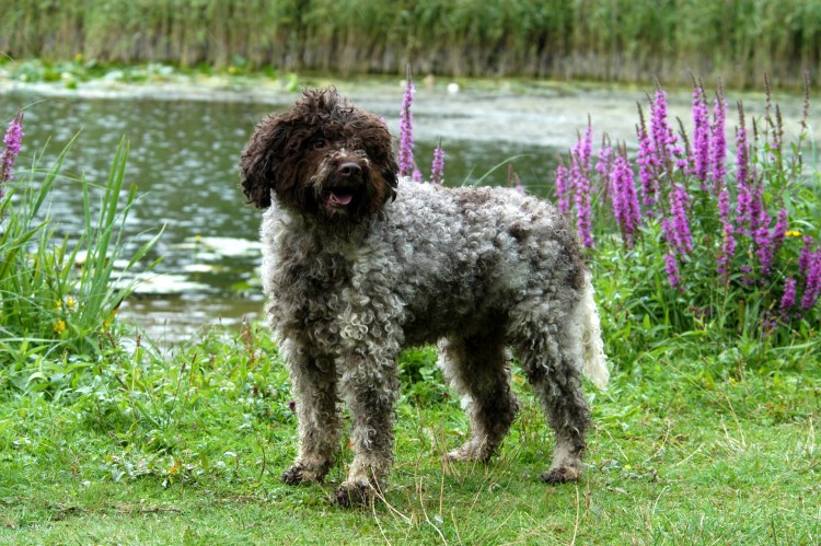 Рагота ломаньола