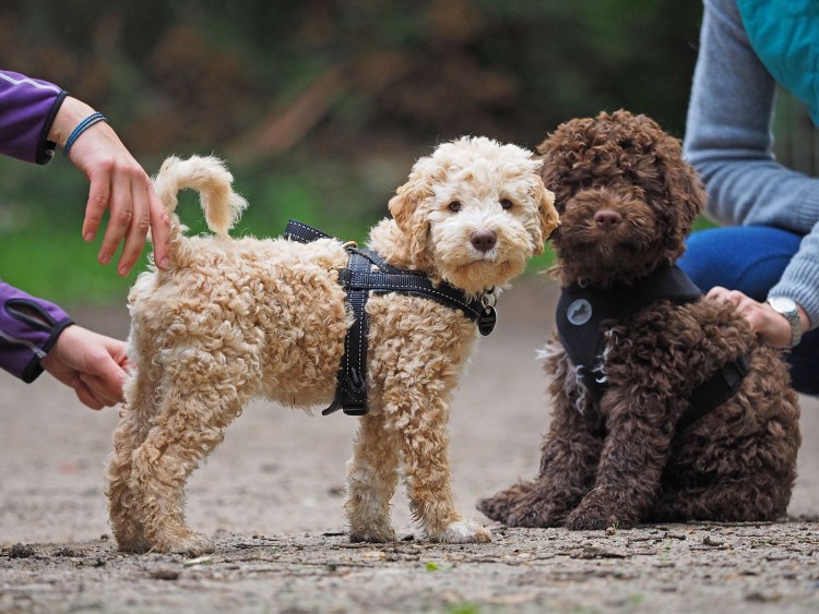 Порода Лаготто романьоло