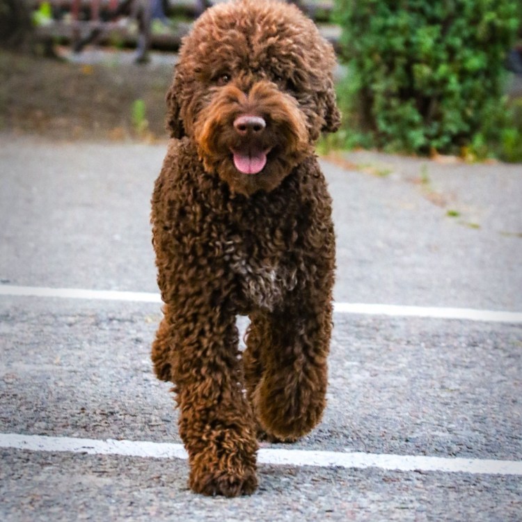 Порода Лаготто романьоло