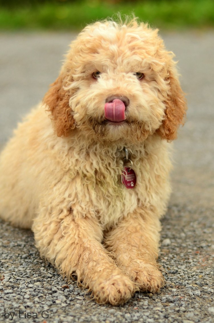 Лаготто романьоло белый