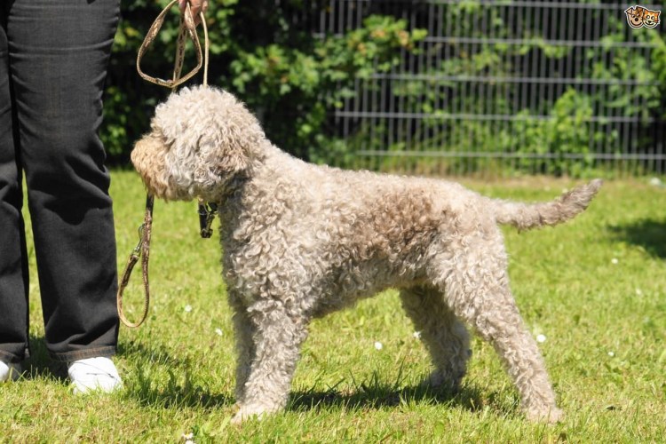 Лаготто романьоло