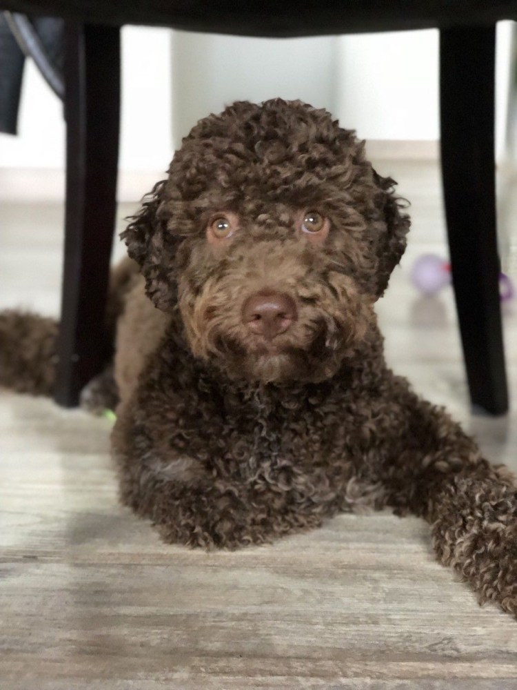 Пудель стильный