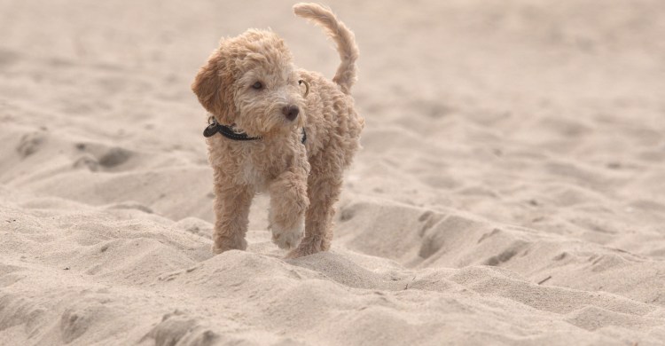 Альберт Перепелкин заводчик Лагота рамоньола