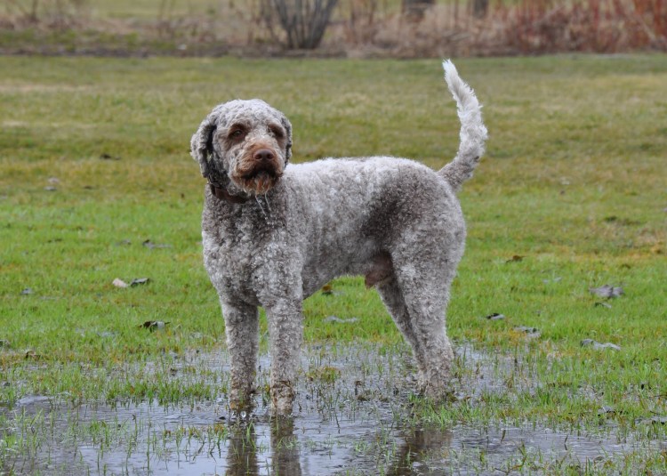 Лаготто романьоло