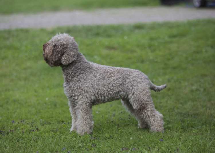 Лаготто романьоло щенки