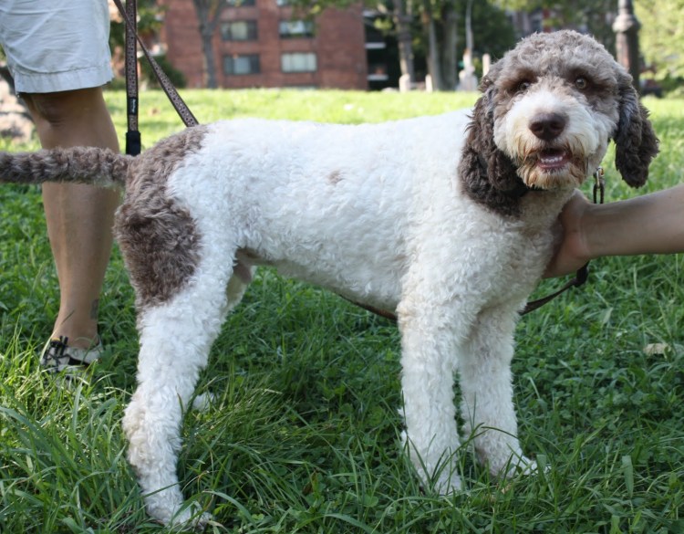 Лагода Романьола