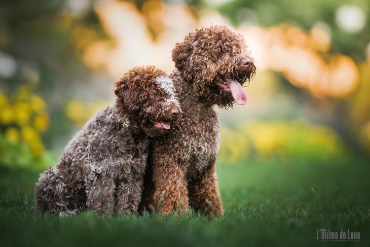 Романьола порода собак