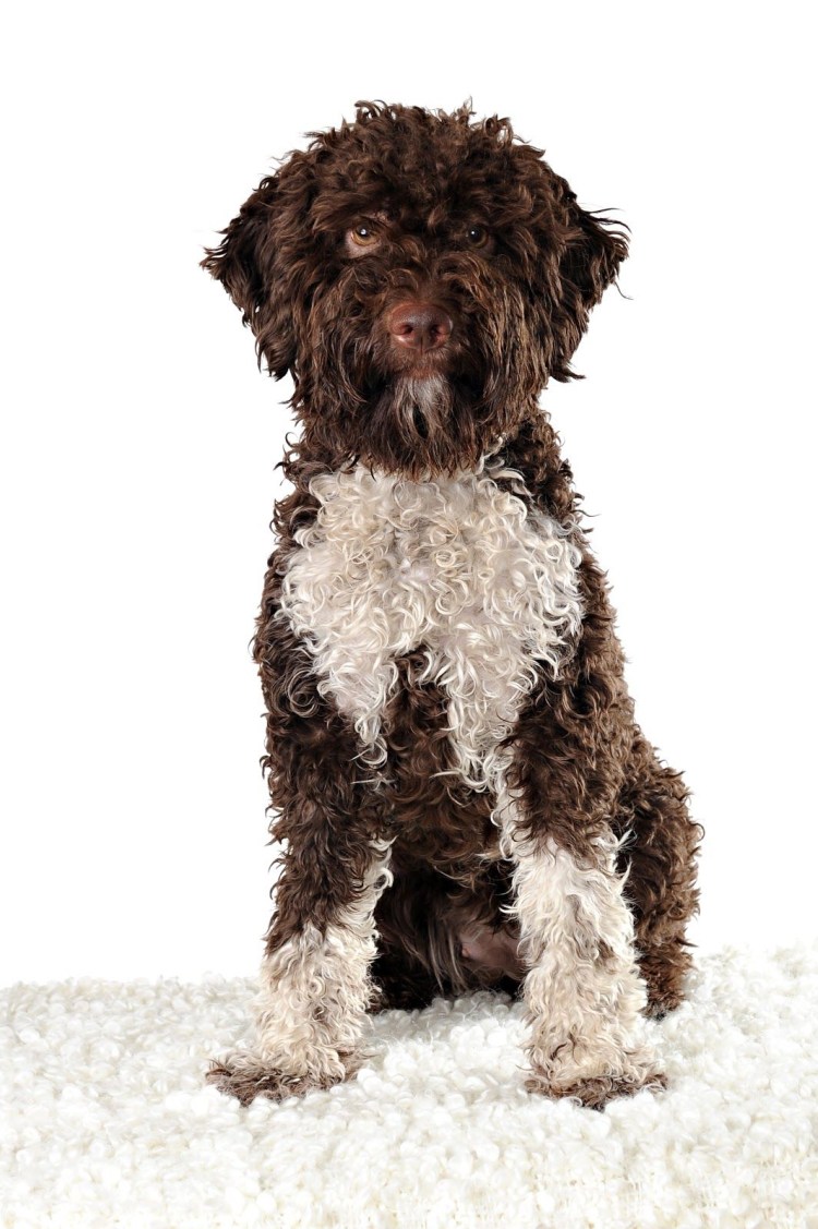 Лаготто романьоло трюфели