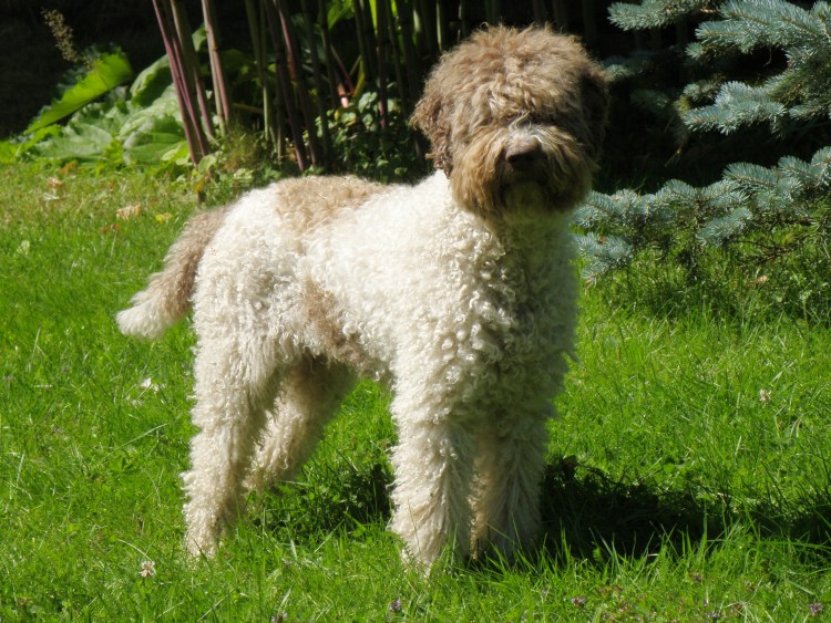 Порода Лаготто романьоло