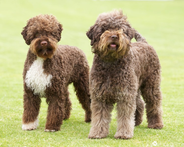 Итальянская водяная собака Лаготто романьоло